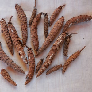 Eastern White Pine Cones