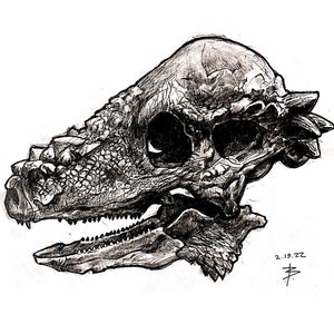 Pachycephalosaurus Skull Print by YoltonsArt