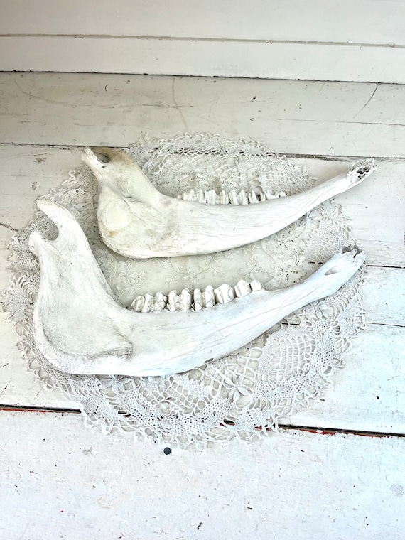 Vintage Cow Jaw Bones With Teeth - Etsy