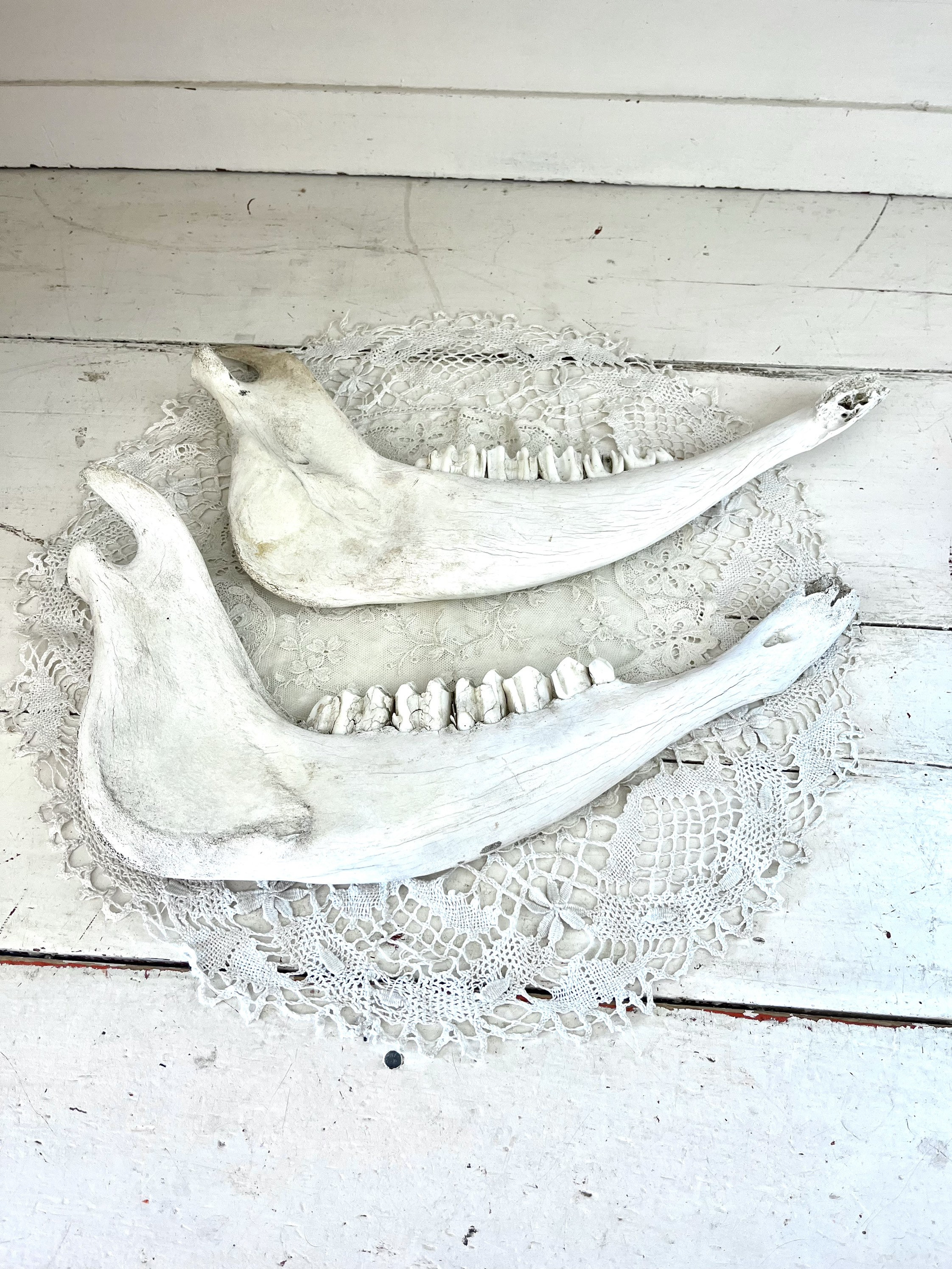 その他 VINTAGE JAW BONE CALIFORNIA FREE FORM VINTAGE JAW BONE CALIFORNIA FREE FORM