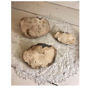 Conk Fungus Artists Fungus Shelf Fungi Set Large Medium Small