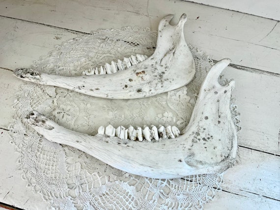 Vintage Cow Jaw Bones With Teeth - Etsy