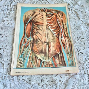 Diagrama de anatomía humana de 1912, superposición de páginas