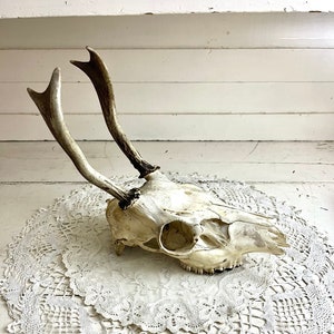 Vintage Deer Skull with Antlers