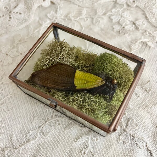 Insect Taxidermy Etsy