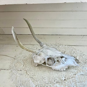 Vintage Deer Skull with Antlers