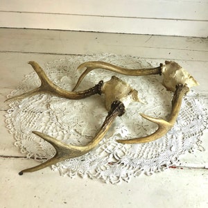 Vintage Hirsch Geweih 2er Set