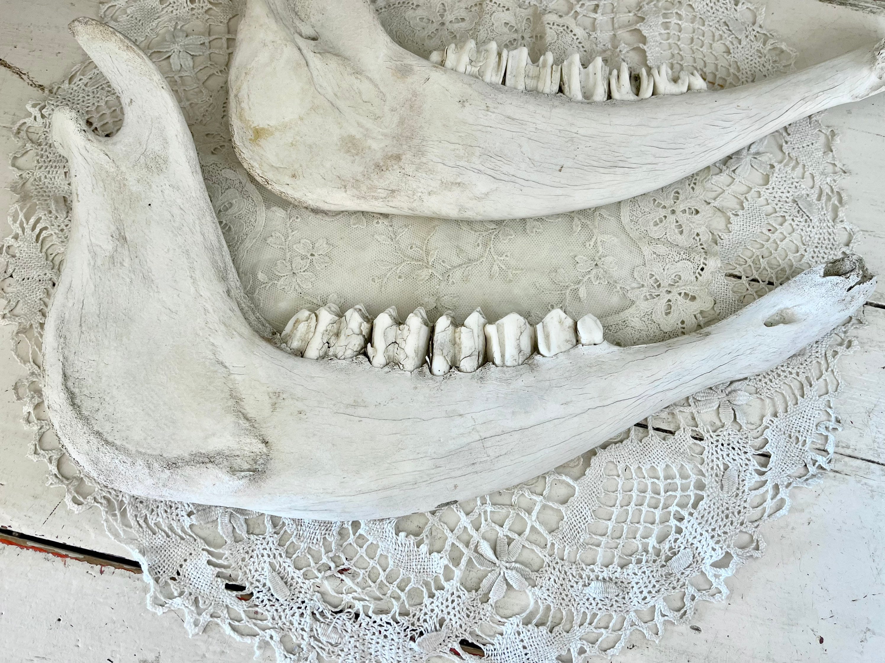 VINTAGE JAW BONE CALIFORNIA FREE FORM