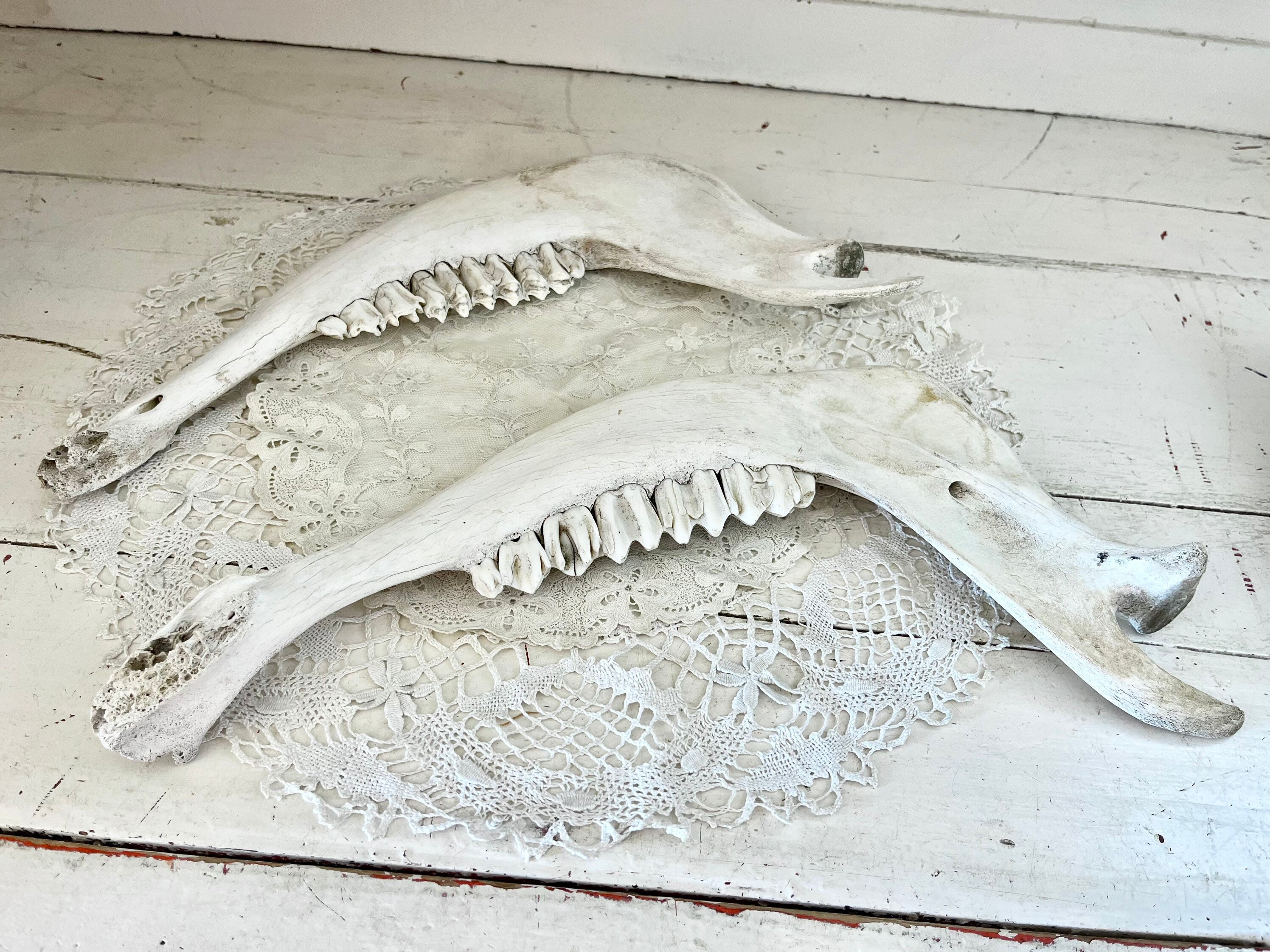 その他 VINTAGE JAW BONE CALIFORNIA FREE FORM VINTAGE JAW BONE CALIFORNIA FREE FORM
