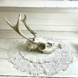 Vintage Deer Skull with Antlers