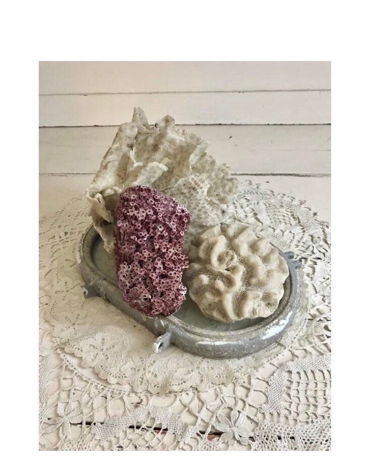 Vintage Corallo Esemplare Lotto Corallo Rosso Cactus Corallo Cervello Corallo Corallo