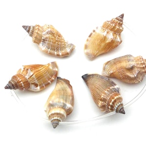 sea shell pendants for jewelry making - natural seashells for crafts - MOP  mother of pearl for wedding - shells for art - beading shells