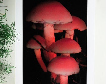 Mushroom Kingdom : A3 photographic giclée print, gloss finish / nature lovers, outdoor explorers, wild Ireland