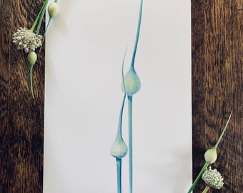 Leek Flower Buds : A3 giclée art print, satin finish / botanical photography