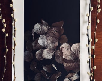 Ghosts : A3 giclée art print, matte finish / botanical photography / plant lovers / urban jungle