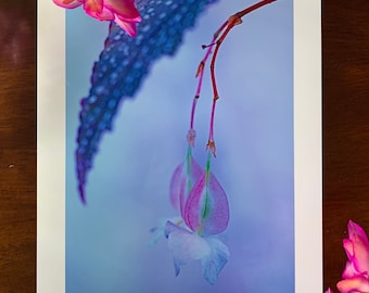 Begonia Daydream : A3 giclée print / botanical photography / plant lovers / indoor garden