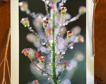 Morning Dew : A3 giclée art print, satin finish / macro photography / Northern Ireland