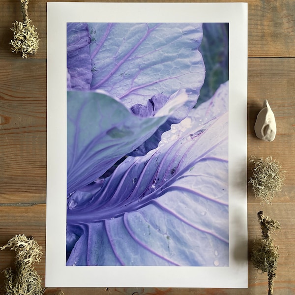 Red Drumhead Cabbage : A3 giclée art print, satin finish / botanical photography