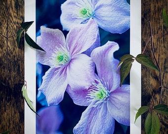 Clematis montana : A3 giclée art print, satin finish / botanical photography