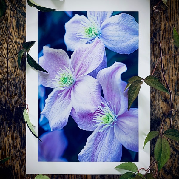 Clematis montana : A3 giclée art print, satin finish / botanical photography