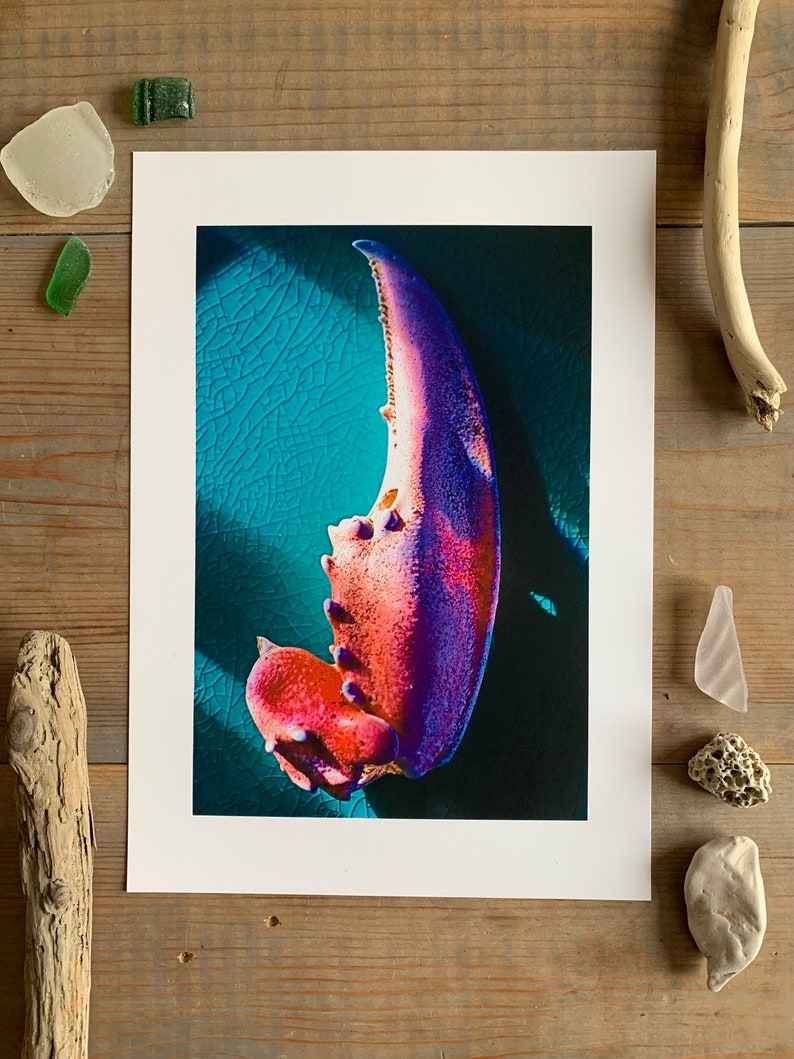 Exoskeleton : A4 giclée art print, matte finish / macro photography image 1