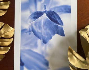 Himalayan Blue Poppy : A3 giclée art print, matte finish / macro photography