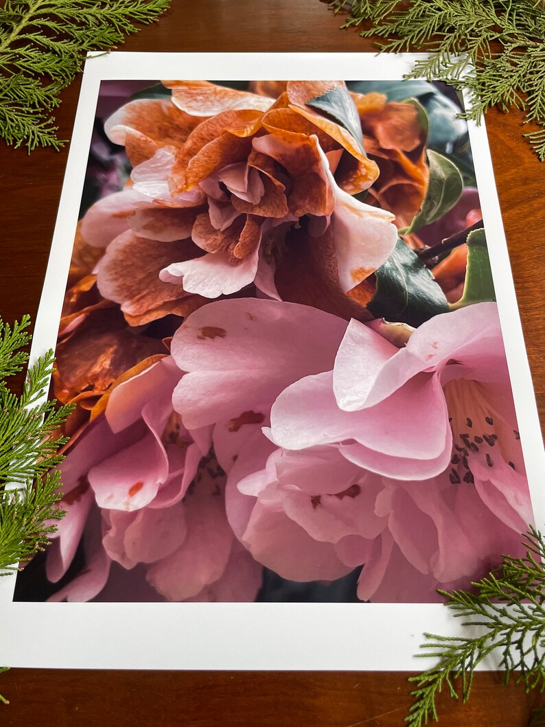 Camellia In Life And Death : A3 giclée art print, satin finish / macro photography / Northern Irish artist / natural world / boho wall art image 4