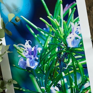 Rosemary In The Sun : A3 giclée art print, satin finish / botanical photography / grow your own / Mediterranean image 2