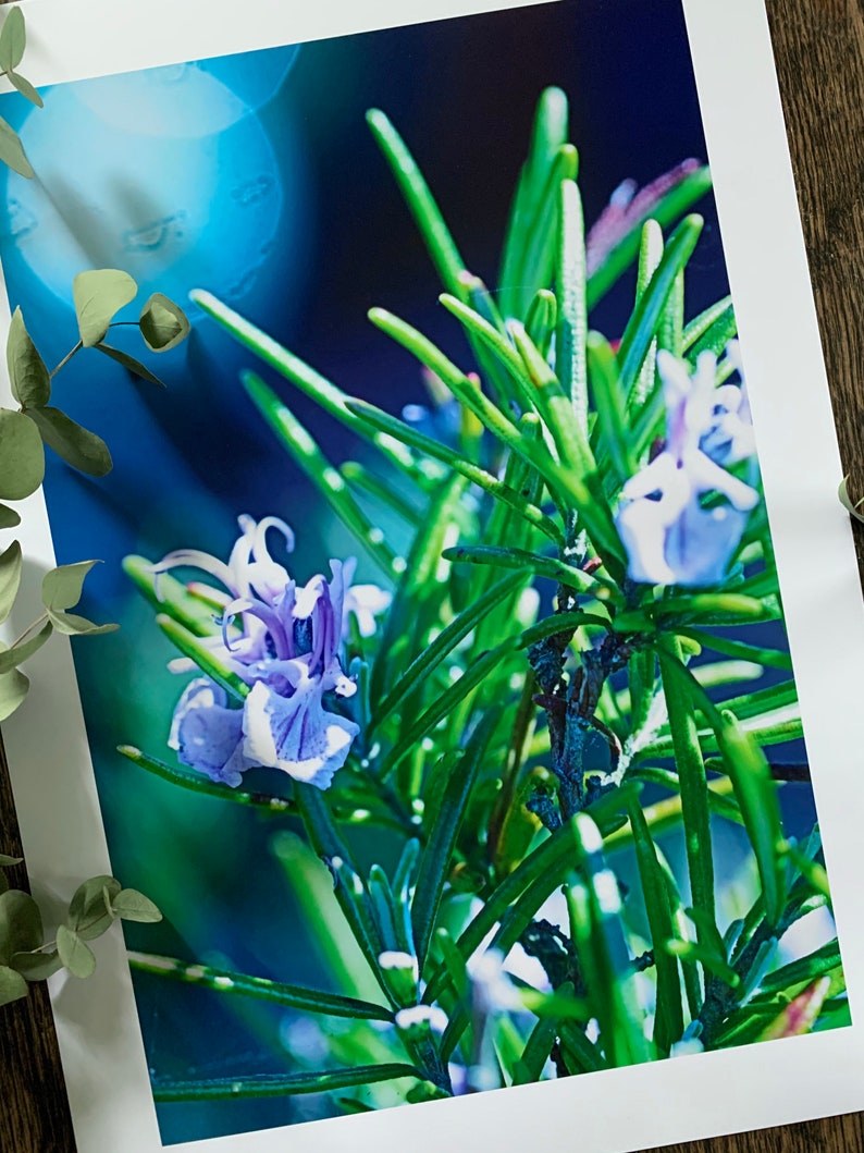 Rosemary In The Sun : A3 giclée art print, satin finish / botanical photography / grow your own / Mediterranean image 2