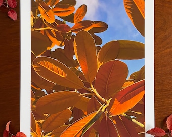 Rhododendron in Autumn : A3 giclée art print, matte finish / botanical photography