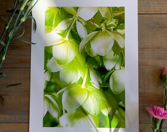 Spring Green : A4 giclée art print , macro photography