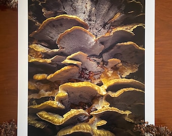 Fantastic Fungi : A3 giclée art print, satin finish / macro photography / Northern Irish artist / County Down flora and fauna / biodiversity