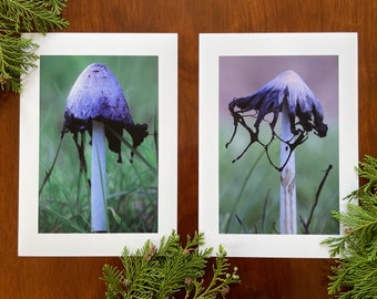 Shaggy Inkcaps : set of 2 A4 giclée art prints, satin finish / macro photography / Northern Ireland / natural world / Coprinus comatus