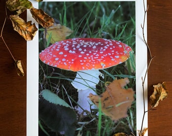 Toadstool : A3 giclée art print, satin finish / botanical photography