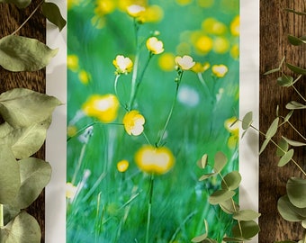 Buttercup Meadow : A3 giclée art print, satin finish / botanical photography