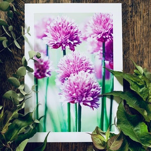 Chive Flowers : A3 giclée art print, satin finish / botanical photography / grow your own image 1