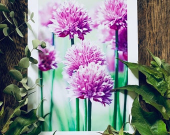 Chive Flowers : A3 giclée art print, satin finish / botanical photography / grow your own