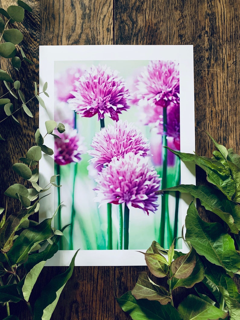 Chive Flowers : A3 giclée art print, satin finish / botanical photography / grow your own image 1