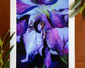 Hellebore in Full Bloom : A3 giclée art print, satin finish / fine art photography