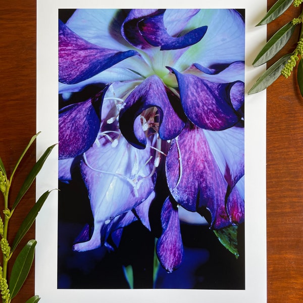 Hellebore in Full Bloom : Tirage d’art giclée A3, finition satinée / photographie d’art