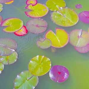 Lily Pads : A3 giclée art print, satin finish / fine art photography image 2