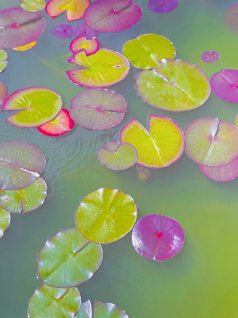 Lily Pads : A3 giclée art print, satin finish / fine art photography image 2