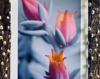 Echeveria 'Topsy Turvy' : A3 botanical giclée print, gloss finish / urban jungle, indoor garden, plant lovers