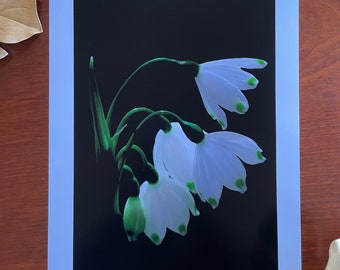 Summer Snowflake : A3 giclée art print, satin finish / macro photography