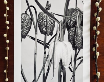 Snake's Head Fritillary in Monochrome : A3 giclée art print, satin finish / fine art photography