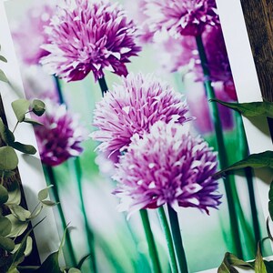 Chive Flowers : A3 giclée art print, satin finish / botanical photography / grow your own image 2