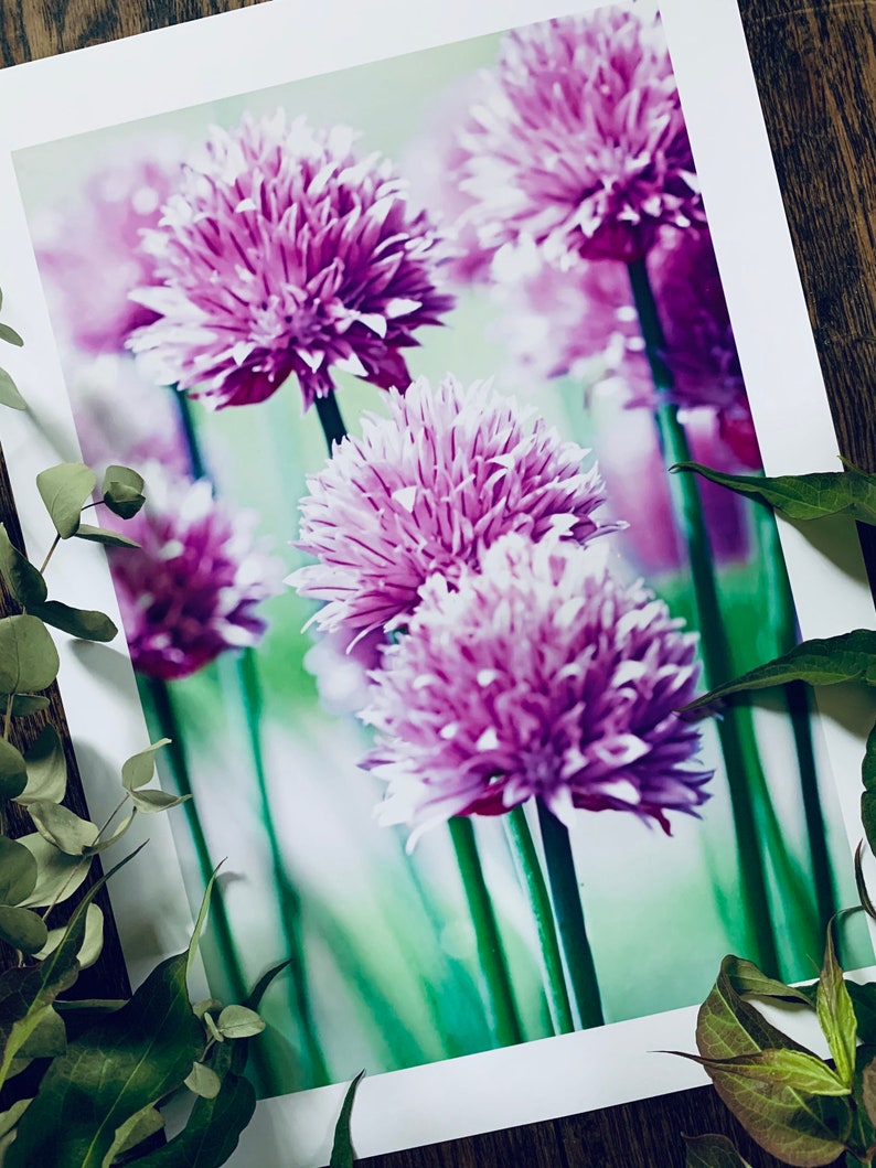 Chive Flowers : A3 giclée art print, satin finish / botanical photography / grow your own image 2