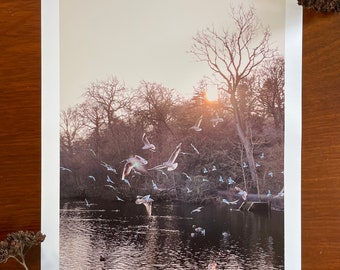 On The Wing : A3 giclée art print, satin finish / Hillsborough Forest Park