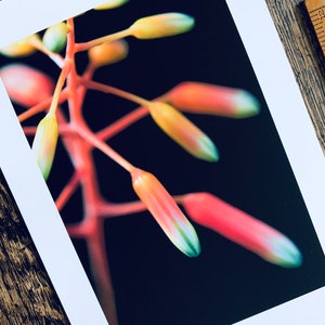 Succulent Blooms : pair of A5 giclée prints / botanical photography / urban jungle / indoor garden / lace aloe, gasteria pillansii image 3