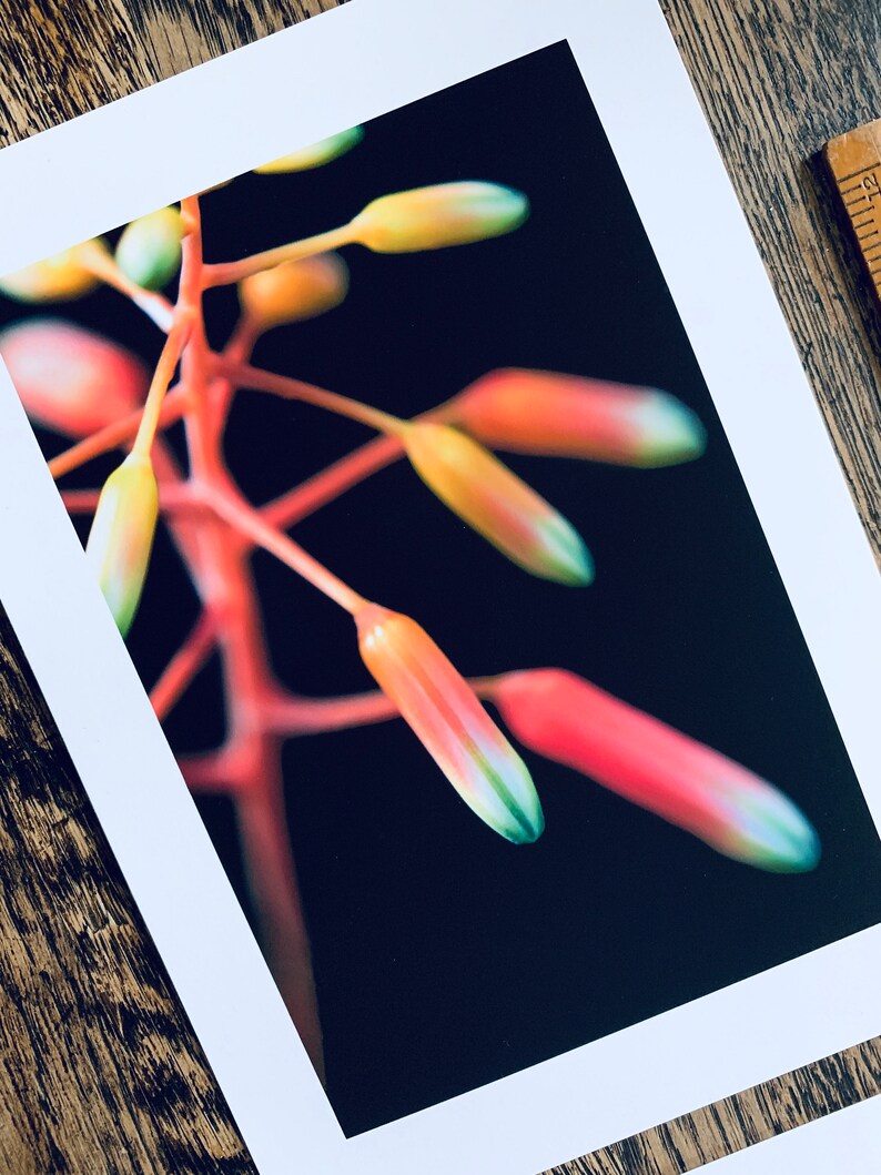 Succulent Blooms : pair of A5 giclée prints / botanical photography / urban jungle / indoor garden / lace aloe, gasteria pillansii image 3